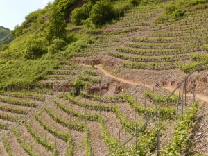 vineyard steep slope winegrowing