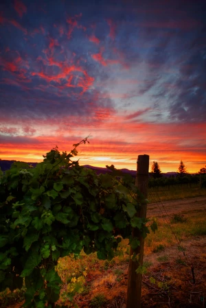 vineyard sunset