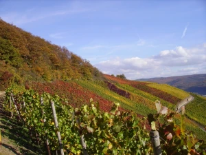 vineyard vines fall foliage