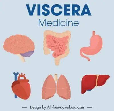 viscera medicine elements organs sketch colored design