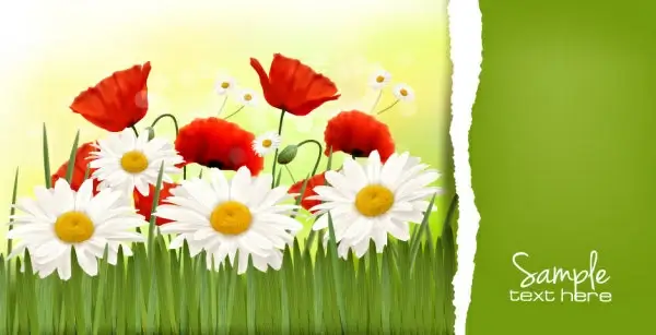 vivid chrysanthemum vector background