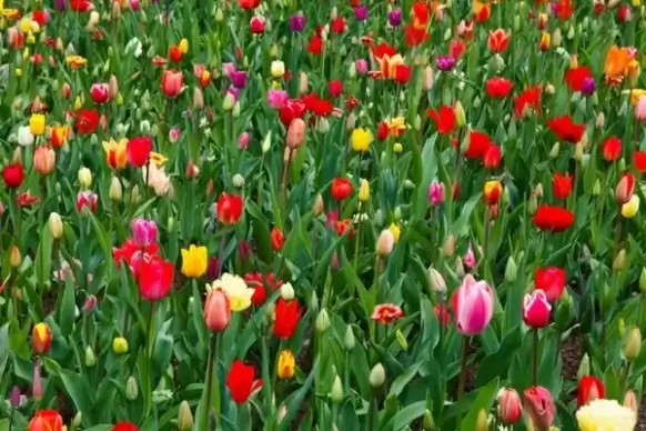 vivid colorful flowers