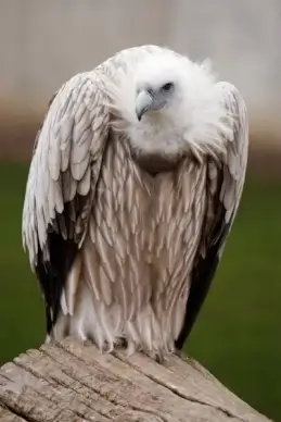 vulture bird