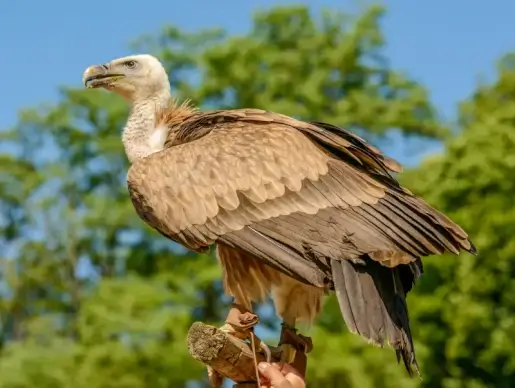 vulture pet picture elegant bright