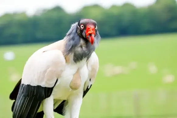 vulture picture elegant bright