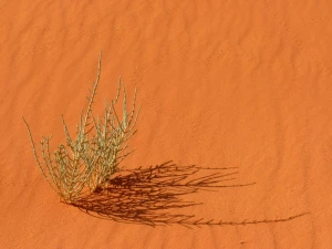 wadi rum negev negev desert
