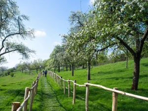 walk in spring
