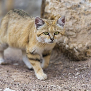 walking sand cat