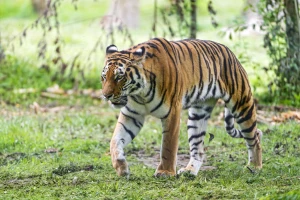 walking siberian tiger