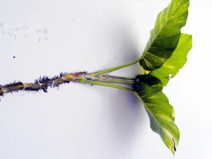 wall climbing plant creepers