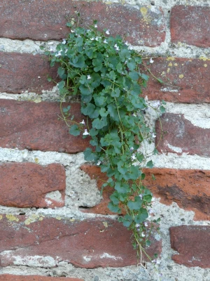 wall fouling plant