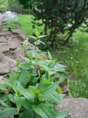 wall fouling plant