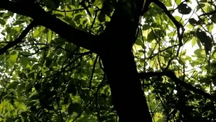 Walnut tree