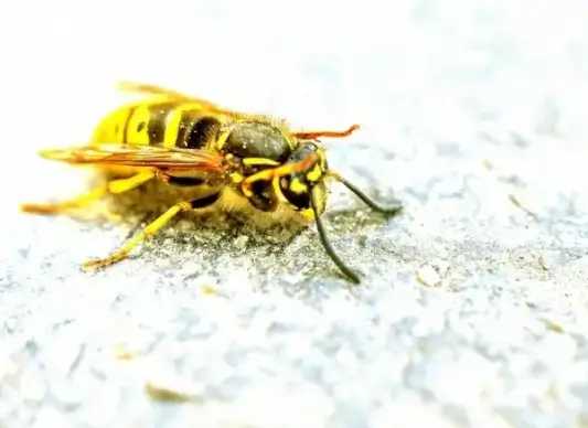 wasp macro