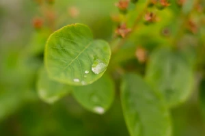 water drop on leaf