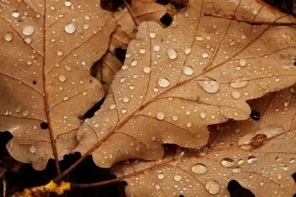 water drops on leaves