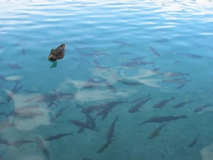 water lake duck