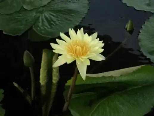 water lily