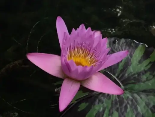 water lily