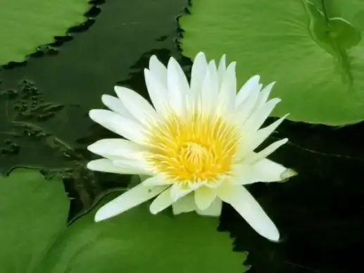 water lily 4