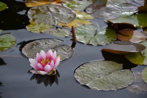 water lily