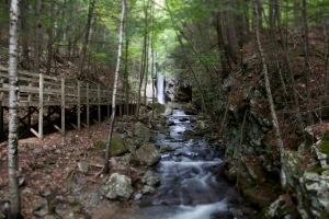 water trees rocks