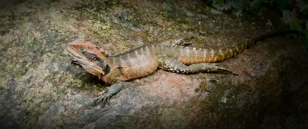 week 14 hot water dragon out in the heat at fagan park