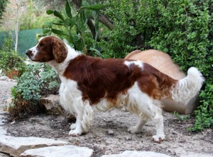 welsh springer spaniel dog pet