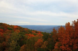 west virginia forest trees