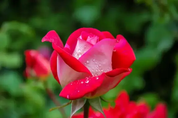 wet rose flowers picture elegant closeup