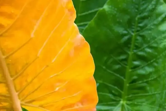 wet yellow and green leaves