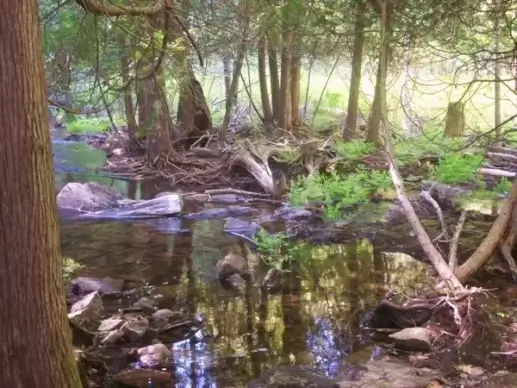 wetlands