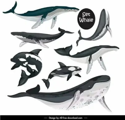 whale species icons swimming sketch black white design