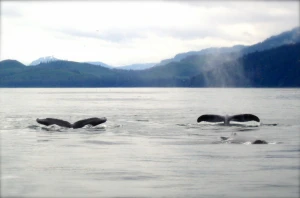 whales marine ocean