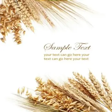 wheat 01 hd picture
