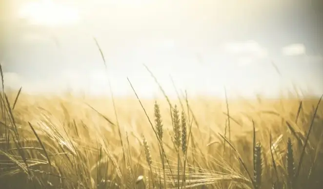 wheat filed scene picture bright sunlight 