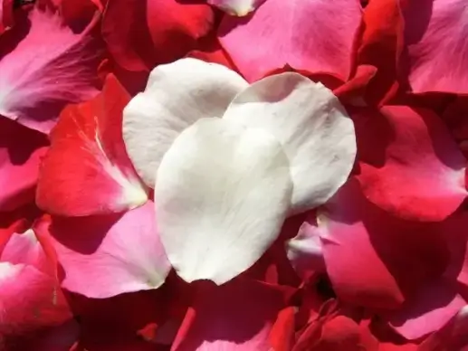 white and red rose petals
