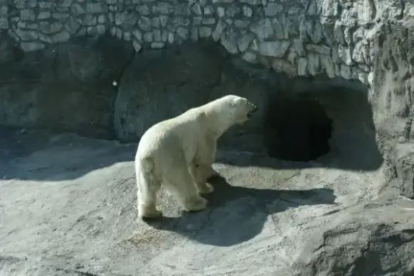 white bear