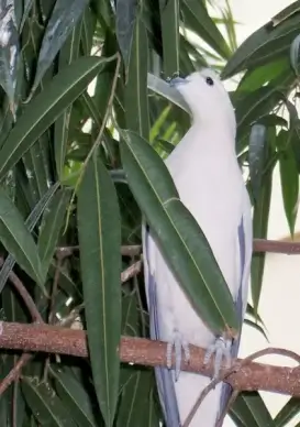 white bird