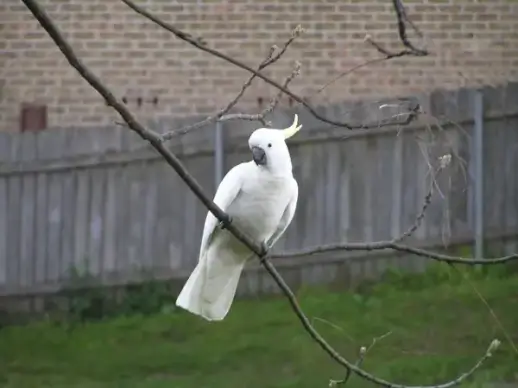 white bird