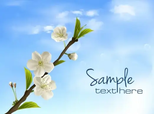 white branch sakura flower in the sky