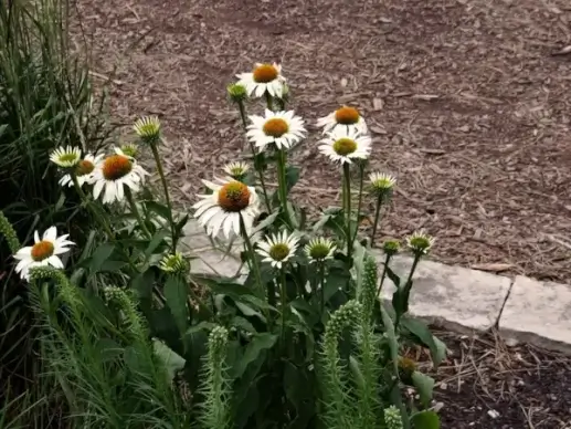 white coneflower