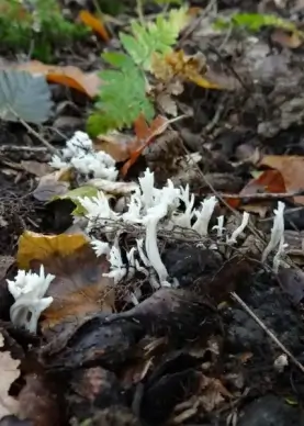 white coral fungus