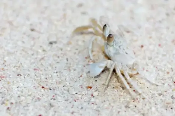 white crab