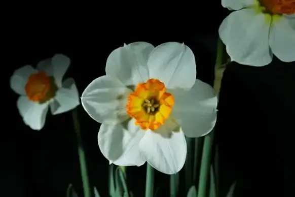 white daffodil