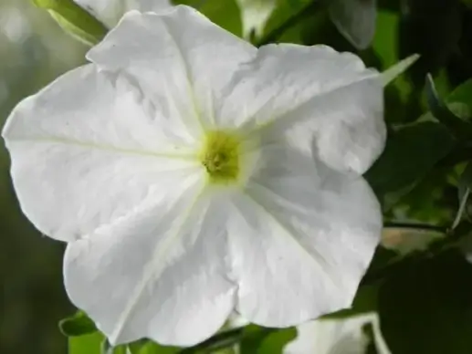 white flower