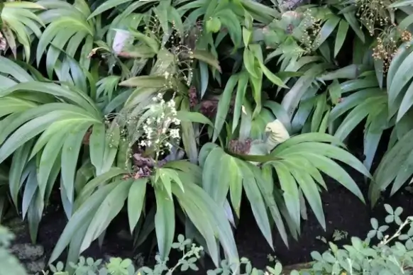 white flower with long leaves 2