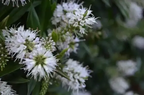 white flowers on shrubs
