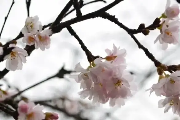 white flowers on the tree