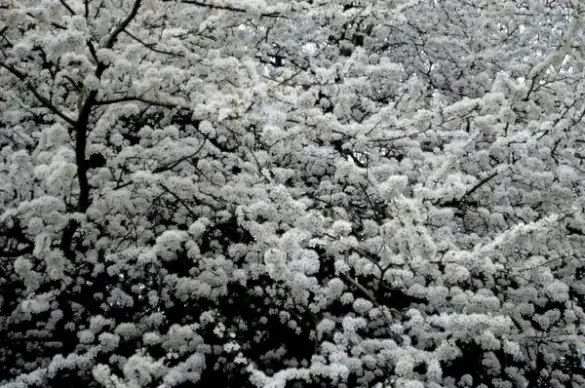 white flowers on the tree